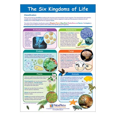 The Six Kingdoms Of Life Poster Laminated Newpath Learning