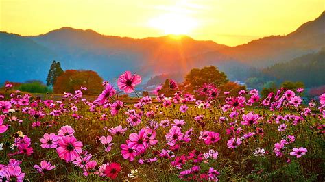 Hd Wallpaper Flowery Field Sunset Landscape Mountains Meadow