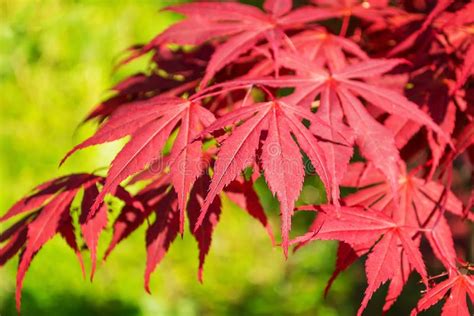 Beautiful Red Leaves Of A Japanese Maple Or Acer Japonicum On A Sunny