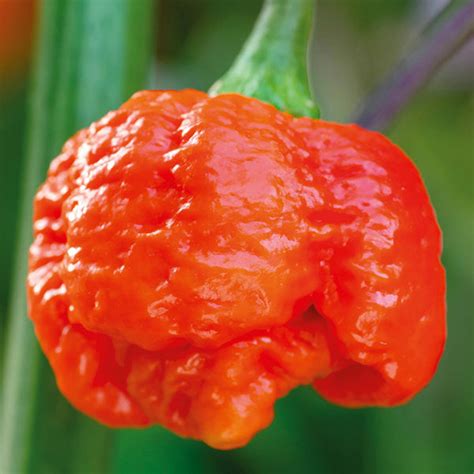 World S Hottest Chilli Carolina Reaper Mandycanudigit