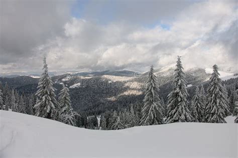 Great View On Snowy Forest Of Evergreen Snow Covered Fir Trees And