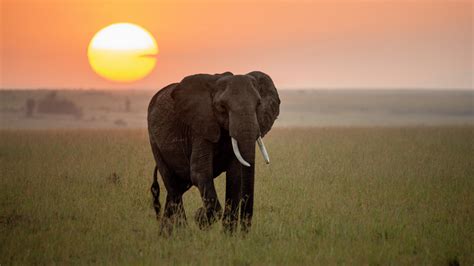 Elephant Walking At Sunset Time 4k Photo Hd Wallpapers