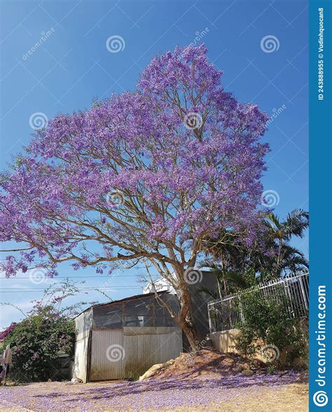 The Season Of Purple Phoenix Flowers The Specialty Of The Flower