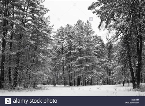 Pine Tree Forest Winter Scene Stock Photo Alamy