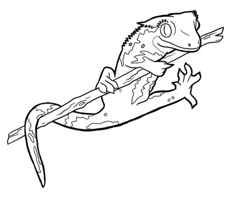 Crested Gecko Pages Coloring Pages