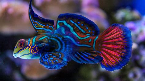 Most Beautiful Fish In The World Aquarium Fish Youtube
