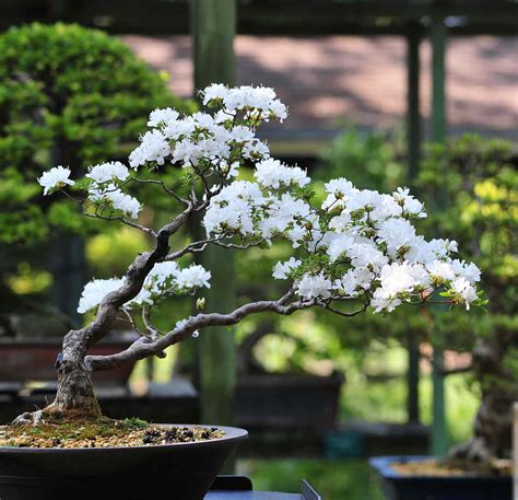 How To Grow And Care For Cherry Tree Bonsai