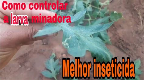 Como Combater A Larva Minadora No Tomateiro Várias Dicas De Poda E