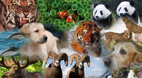 Animales Vertebrados Concepto Características Tipos Y Ejemplos