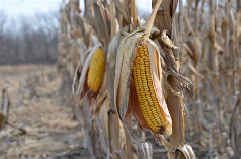 Corn In Us Seen By Cordonnier At Risk Of Damage From Frost Bigyield