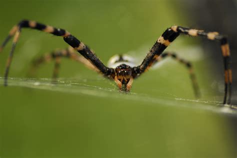 Filebanana Spider 1 Flickr Andrea Westmoreland