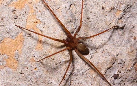 How Do Brown Recluse Spiders Get Inside