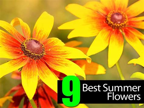 9 Best Summer Flowers
