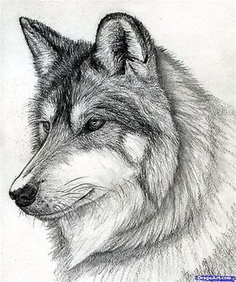 Easy animals to draw realistically. 50+ Easy Pencil Drawings of Animals That Look So Realistic