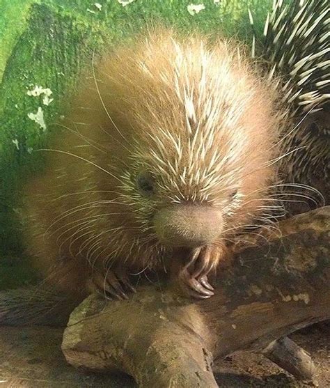 In Massachusetts At The Stone Zoo A Prehensile Tailed Baby Porcupine