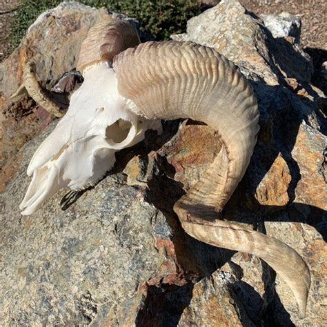 Large Two Horn Ram Skull 101 Sold Spring Coyote Ranch