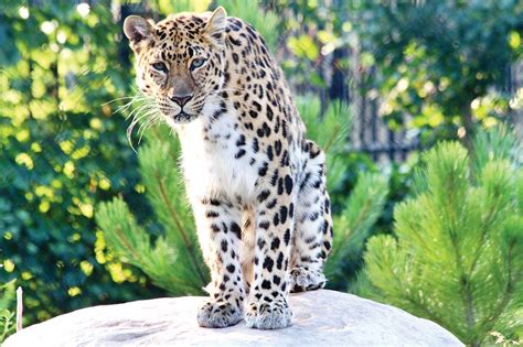 Fundraising Continues As Work Soon To Start On New Leopard Habitat