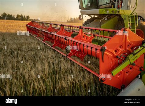 Grain Harvesting Close Up Reaper Cuts The Spikelets Stock Photo Alamy