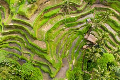 Ubud Highlights Tour Tripcarteasia