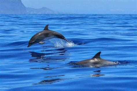 Dolphin Reef Eilat Bein Harim Tours