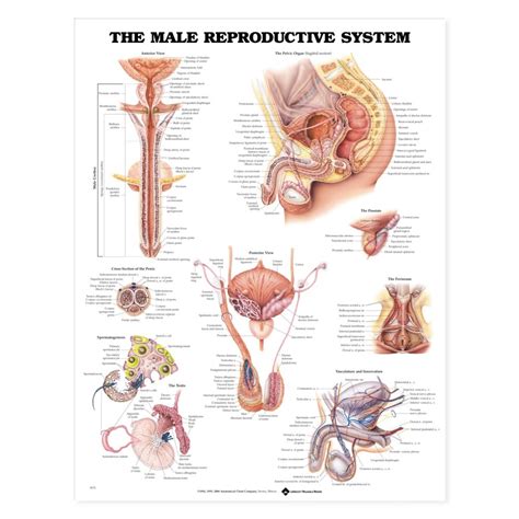 Male Reproductive System Anatomical Chart Anatomy Poster