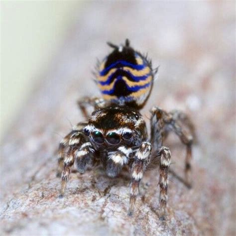 Maratus Spicatus Jumping Spider Tarantula Insects