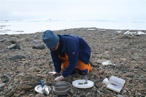 Collecting Field Samples — Australian Antarctic Program