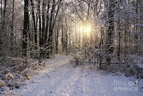 Winter Woods Sunlight Photograph By Rachel Cohen
