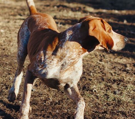 American English Coonhound Breed Info Guide Quirks Pictures