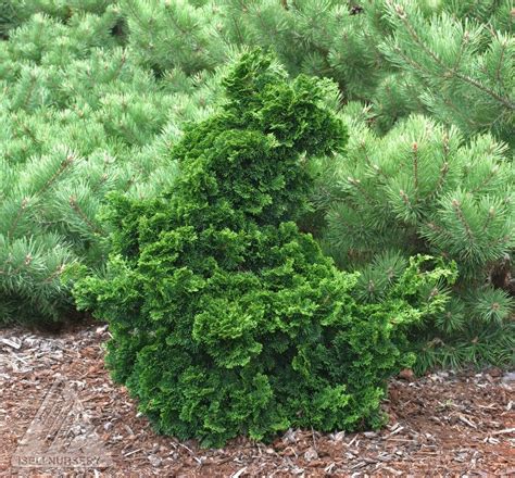 Dwarf Hinoki Cypress Shrubs Hinoki Cypress Evergreen Garden Evergreen Shrubs