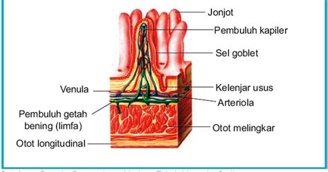 Menurut hanstein jaringan meristem dibagi menjadi tiga bagian, yaitu Organ Tubuh Manusia dan Hewan Vertebrata