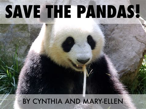 Save The Pandas By Cynthia Lu