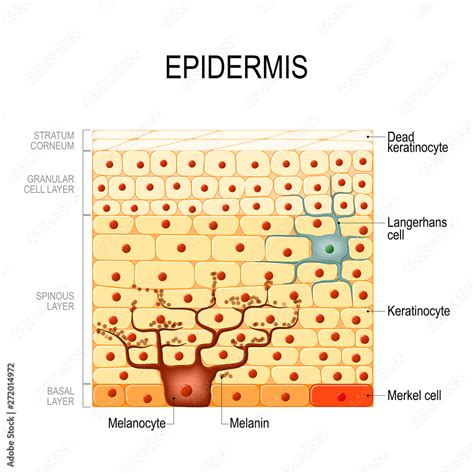 Epidermis Layers Epithelial Cells Structure Of The Humans Skin