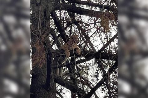 Tlaxcala Puma Atrapado En árbol Desató Movilización Policíaca Un