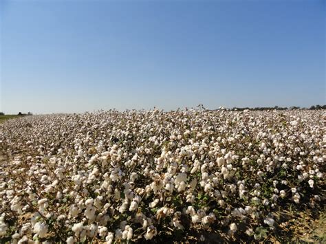 Cotton Fields Near Mcgehee Arkansas Photo By Allison Tilley 2010