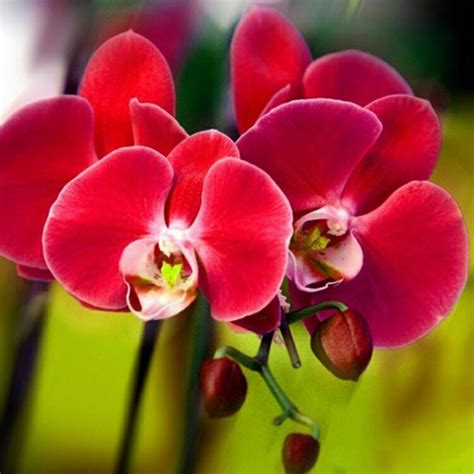 Orquídeas Phalaenopsis Várias Cores R 3290 Em Mercado Livre