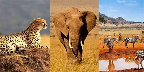 A recruiting agency is an organizations specializing in the recruitment of staff to fill vacant positions. 8 days kenya wildlife Safari - Tourismprof - B2B - Travel ...