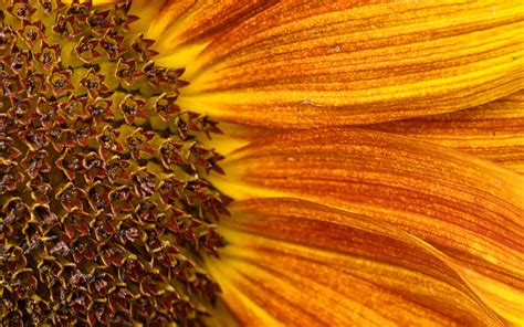 Download Wallpaper 3840x2400 Petals Sunflower Flower Macro Orange