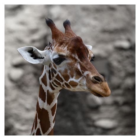 Giraffenporträt Foto And Bild Zoo Tiere Zoo Tiere Bilder Auf