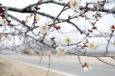 매화꽃 피는 광양의 봄날