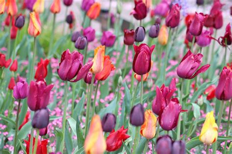 Damit die tulpen im frühjahr blühen, müssen sie rechtzeitig im herbst gesetzt werden. Wann blühen Tulpen? Infos zur Blütezeit in Deutschland und ...