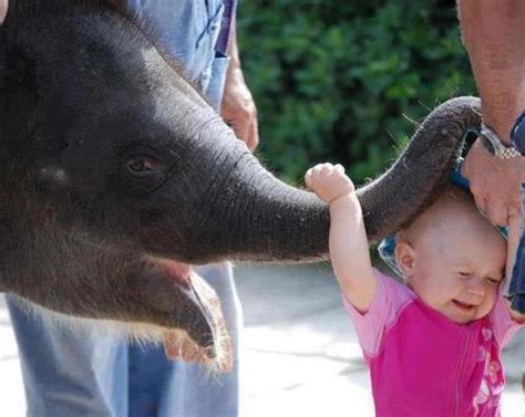 Just A Baby Elephant With Human Baby Both Have Priceless Expression