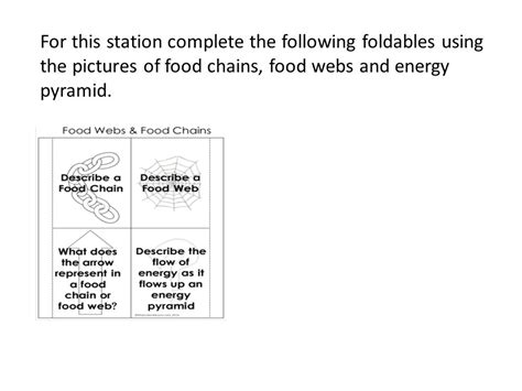 Food Chain Pyramid Foldable