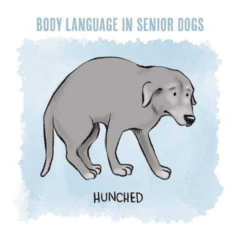 Understanding Dog Body Language In Senior Dogs