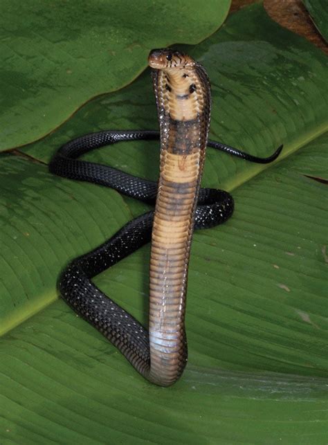 Cobra Snakes Of The Congo Reptiles Magazine