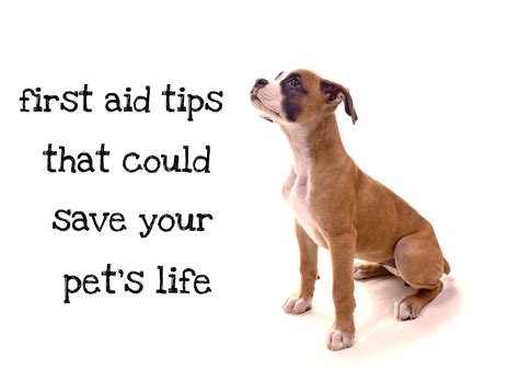 In case of emergency, these tips might save your pet's life! | Pet life