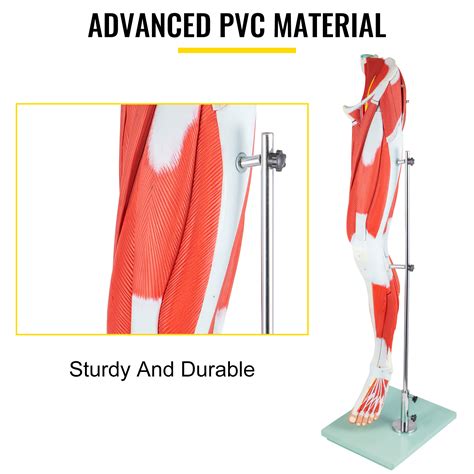 Vevor Muscle Anatomy Leg Model 13 Parts Lower Limb Muscle Model Life