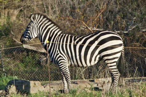 Grants Zebra Animal Database Fandom