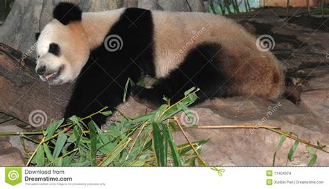 Giant Panda Stock Photo Image Of Creature Giant Background 11404374
