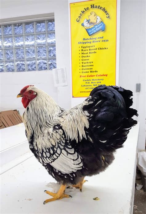 Silver Laced Wyandotte Chicken For Sale Show Type Cackle Hatchery